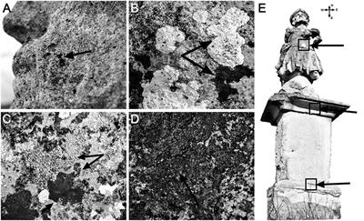 Diversity and Biomineralization Potential of the Epilithic Bacterial Communities Inhabiting the Oldest Public Stone Monument of Cluj-Napoca (Transylvania, Romania)